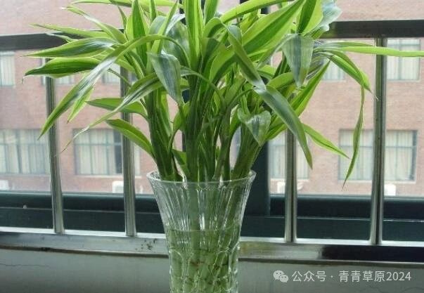 植物.jpg